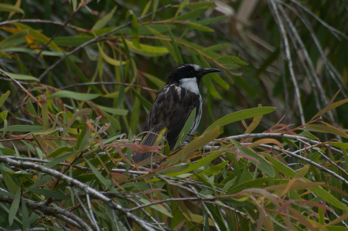 White-cheeked Honeyeater - ML643262732