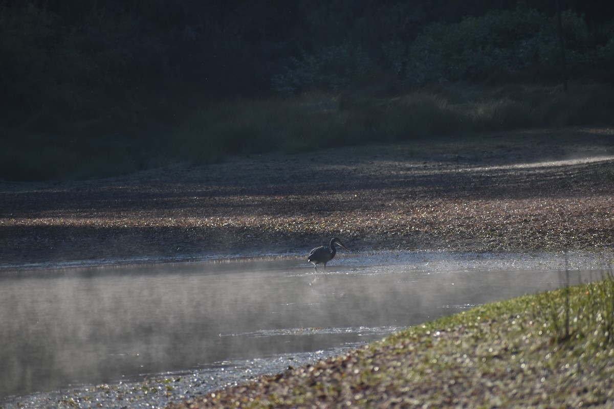 Great Blue Heron - ML643262748