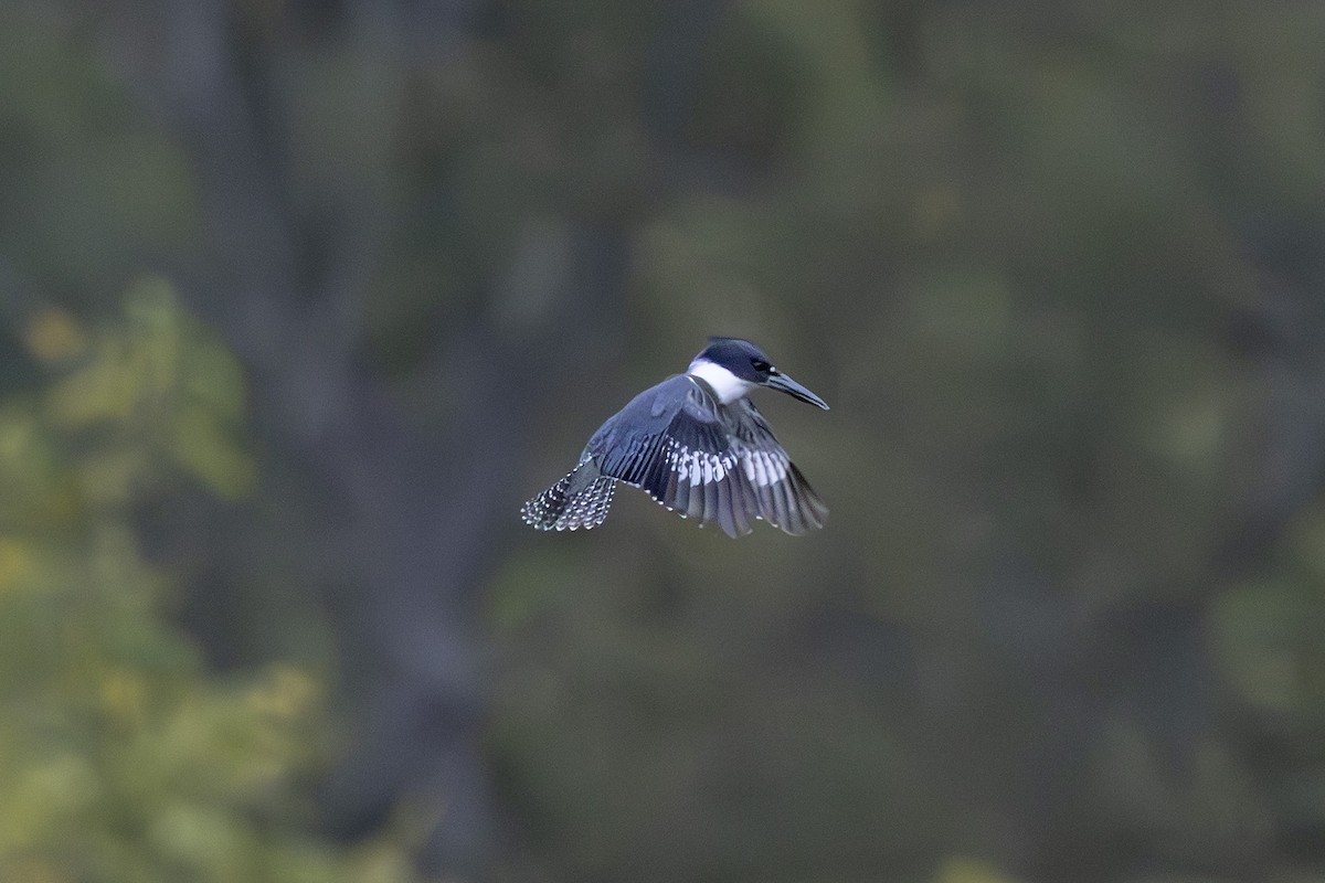 Belted Kingfisher - ML643262754