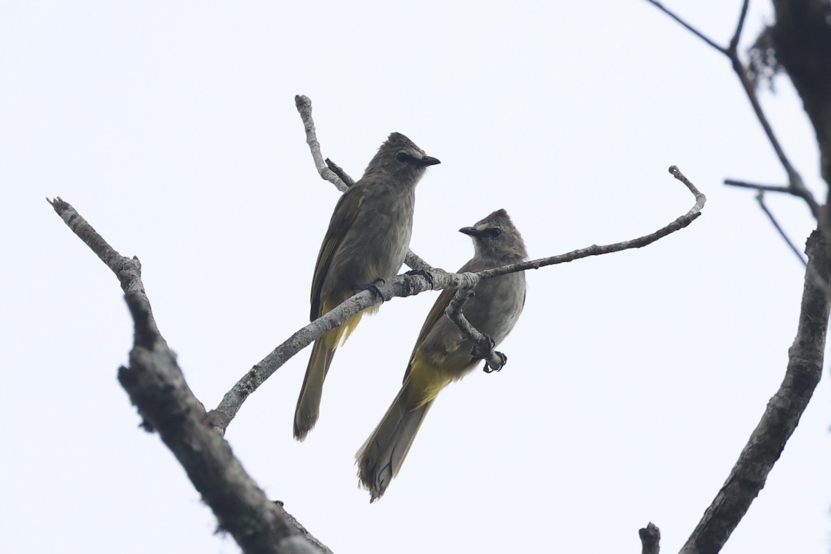 Flavescent Bulbul - ML643262775