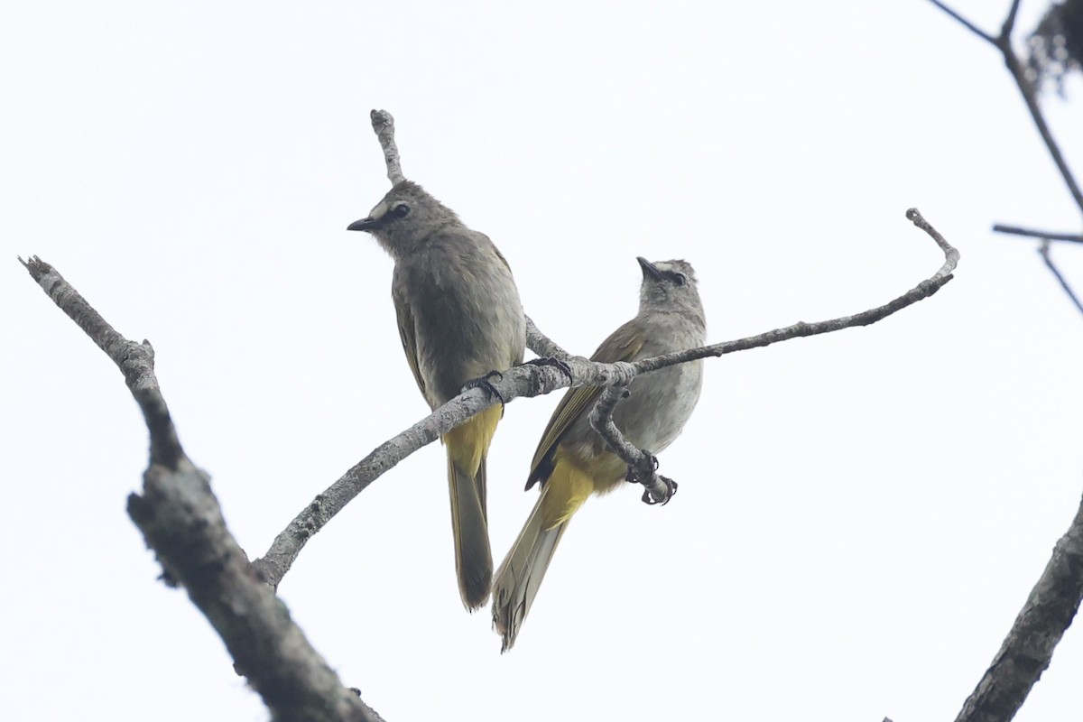 Flavescent Bulbul - ML643262776