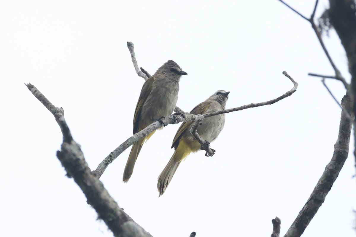 Flavescent Bulbul - ML643262778