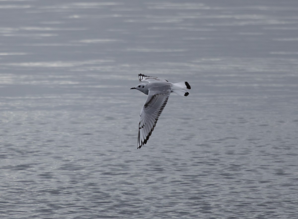Bonaparte's Gull - ML643262782