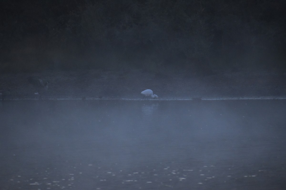 Great Egret - ML643262783