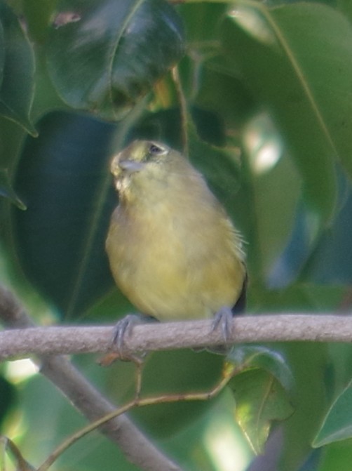 Thick-billed Vireo - ML643262784