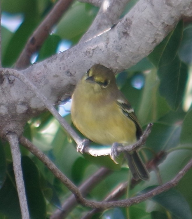 Thick-billed Vireo - ML643262785