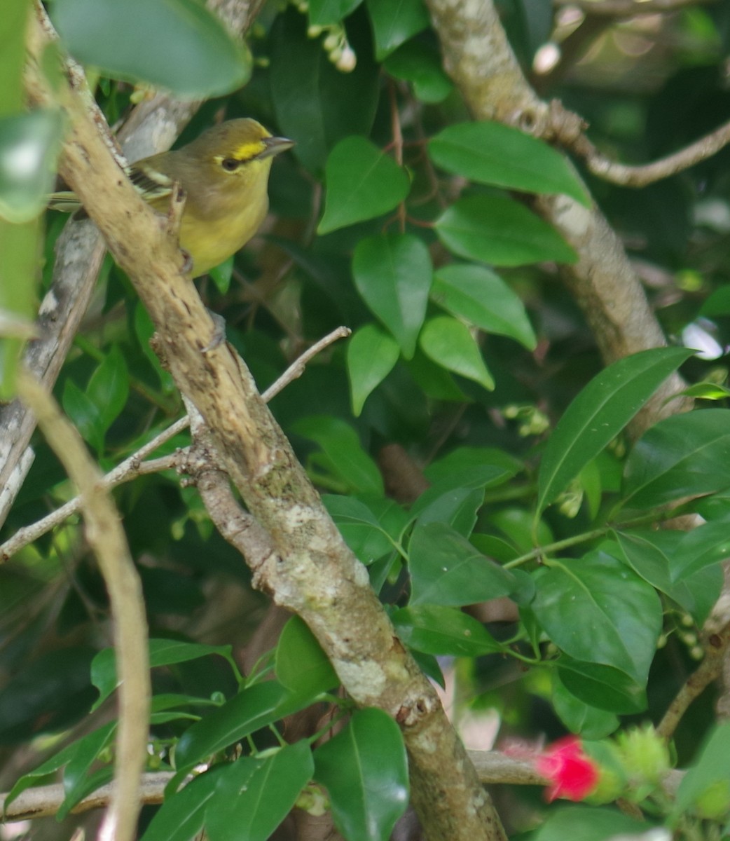 Thick-billed Vireo - ML643262786