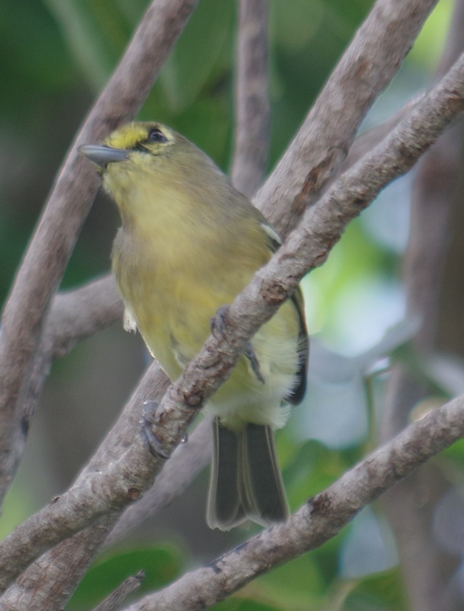Thick-billed Vireo - ML643262787