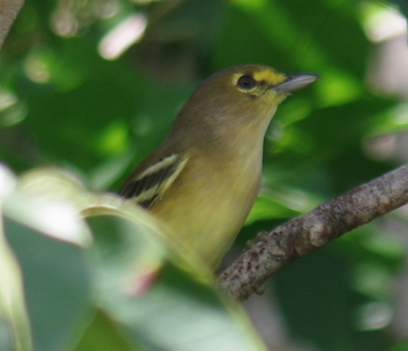 Thick-billed Vireo - ML643262788