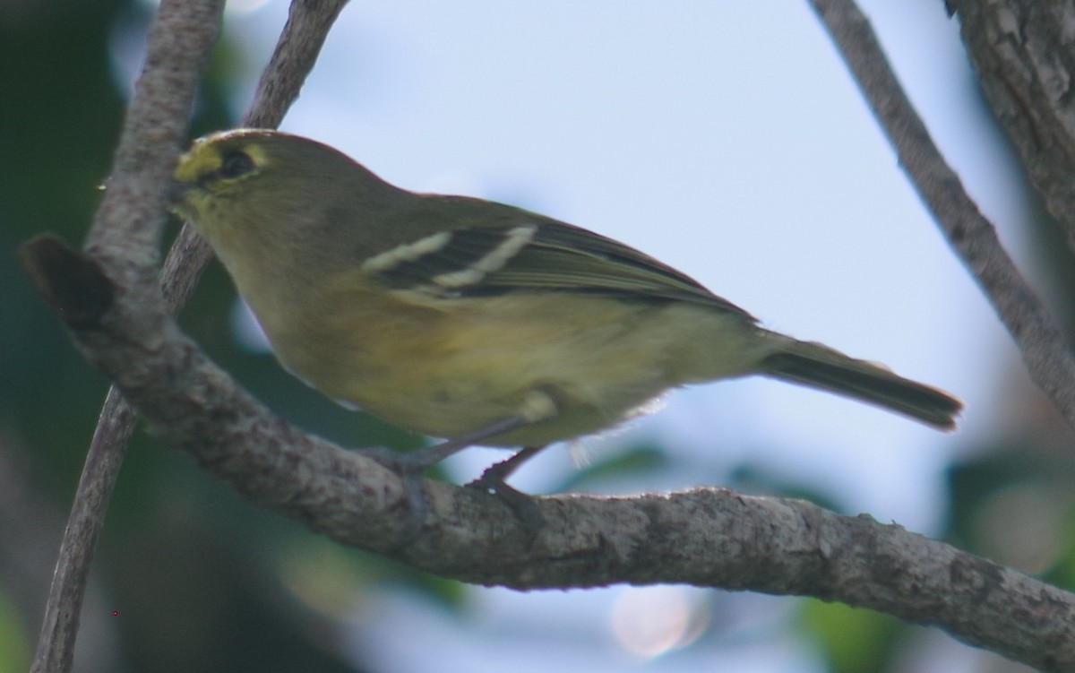 Thick-billed Vireo - ML643262789
