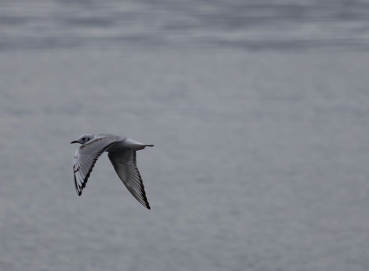 Bonaparte's Gull - ML643262790