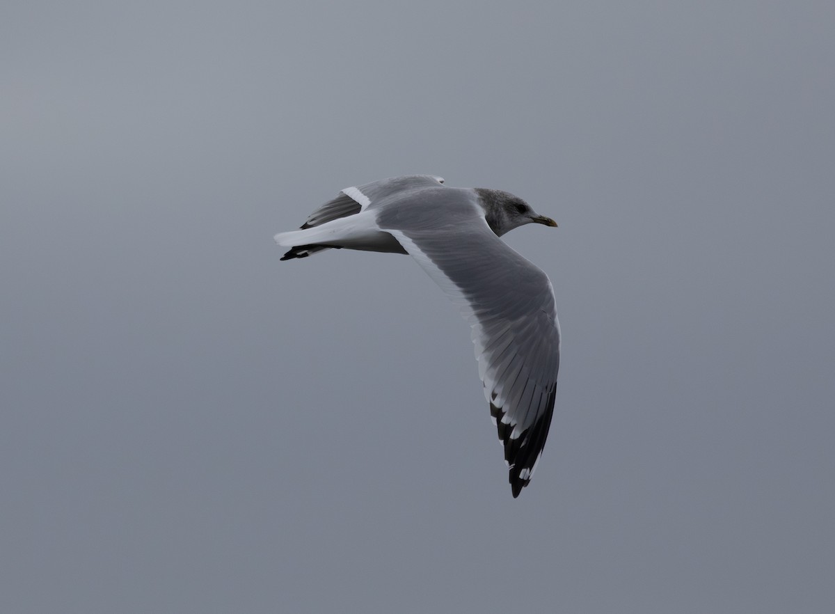 Short-billed Gull - ML643262793
