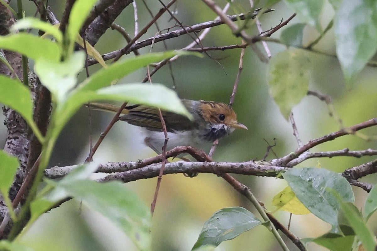 Rufous-faced Warbler - ML643262795
