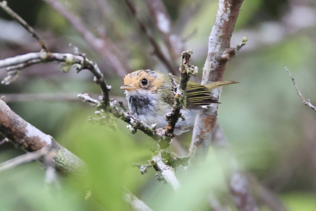 Rufous-faced Warbler - ML643262796