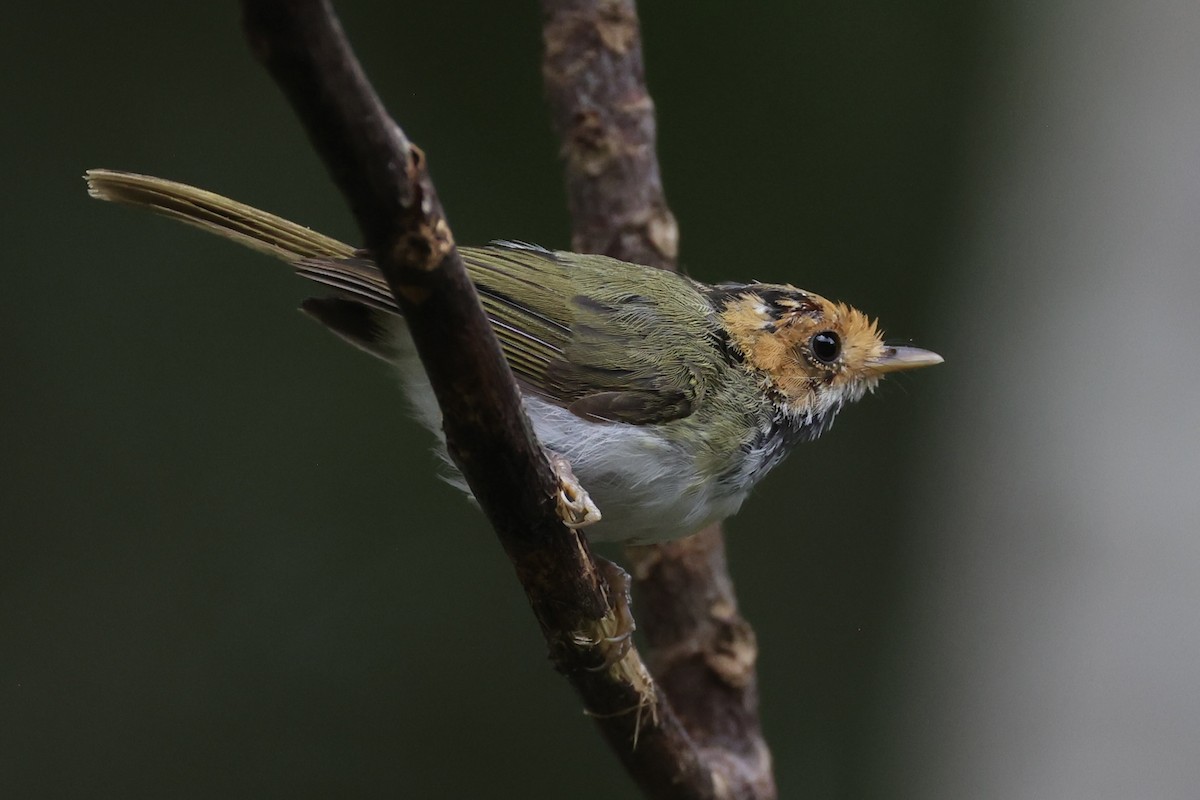 Rufous-faced Warbler - ML643262797