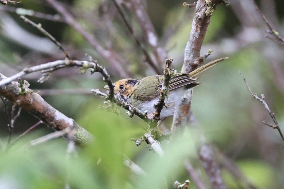 Rufous-faced Warbler - ML643262798