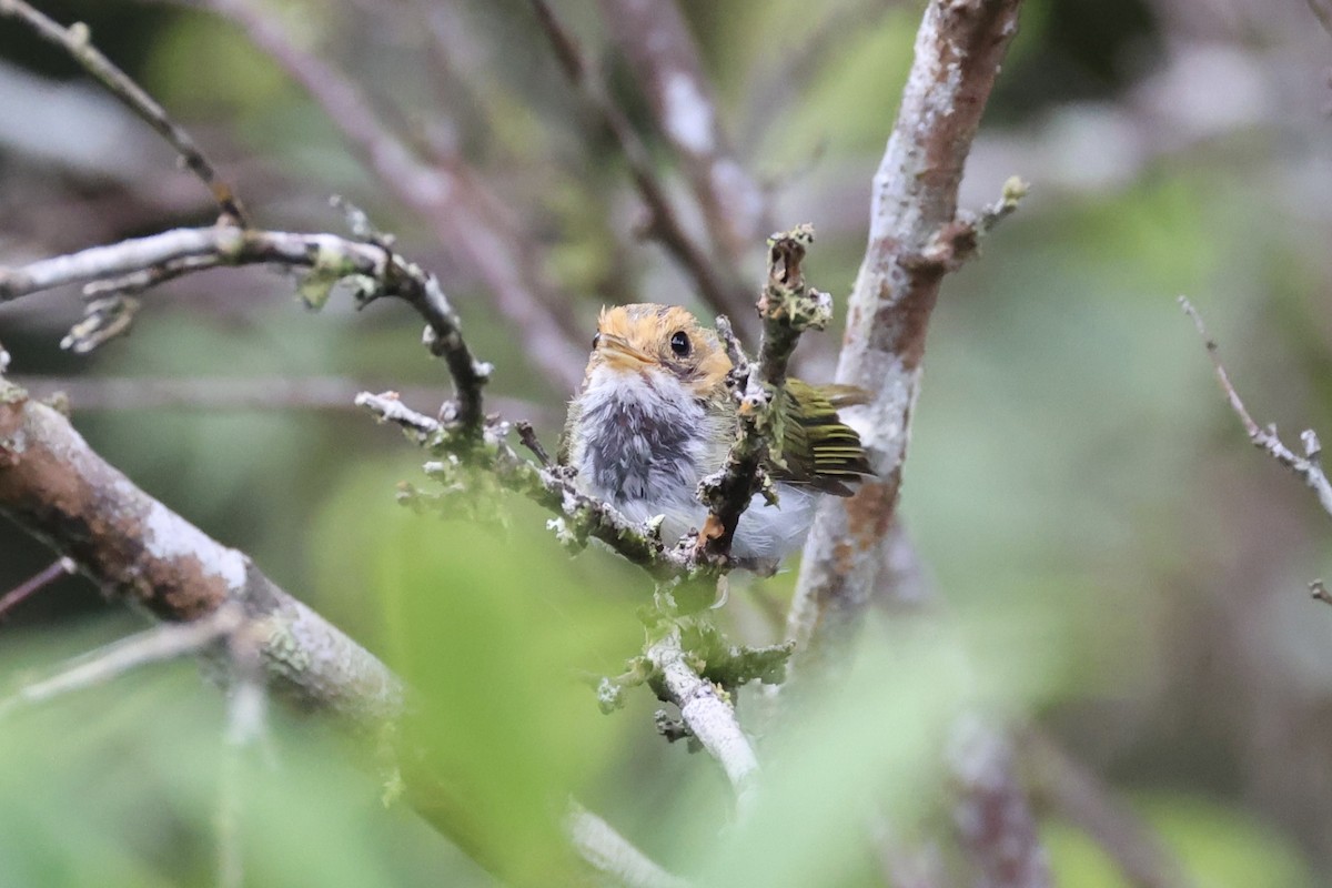 Rufous-faced Warbler - ML643262799