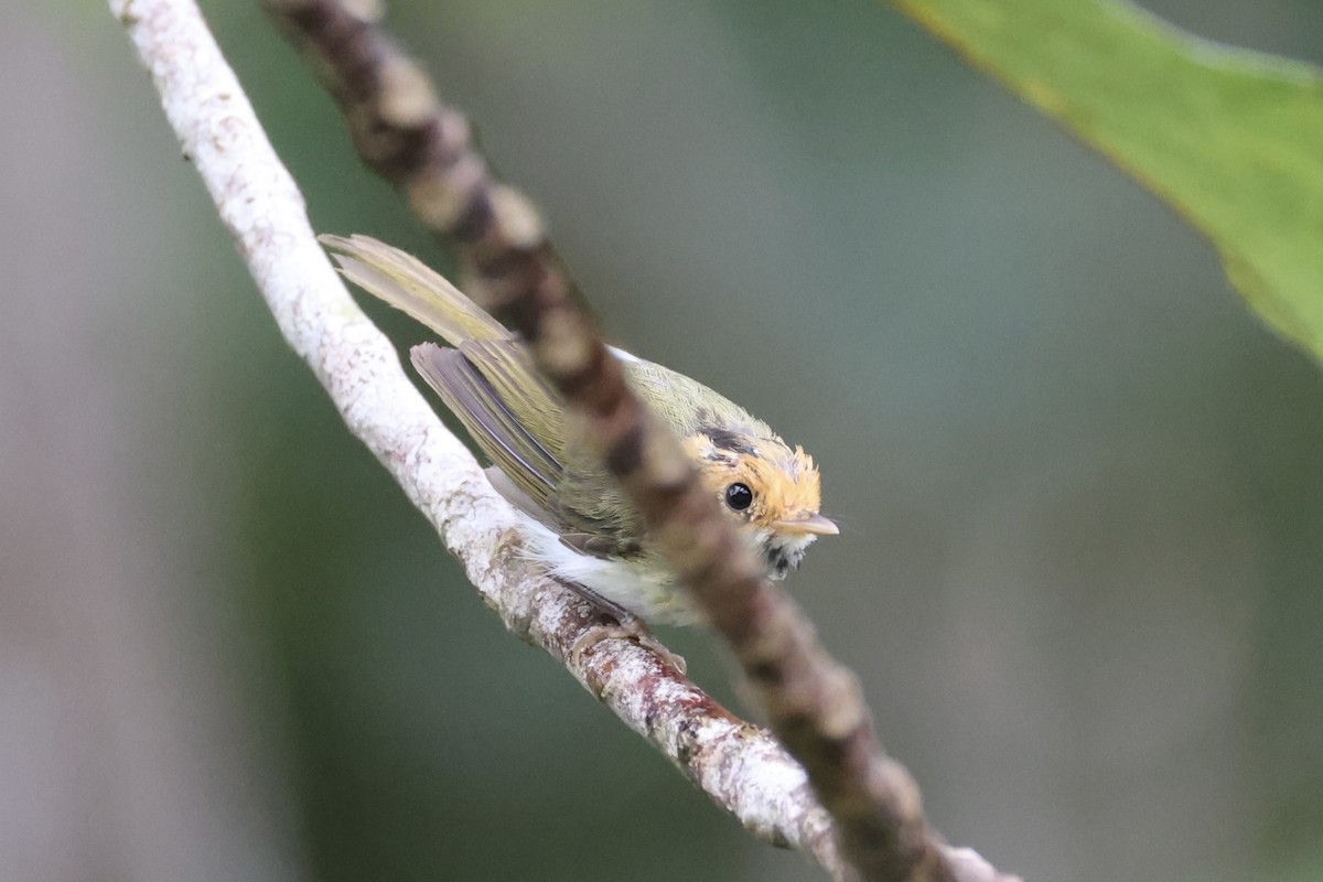 Rufous-faced Warbler - ML643262800