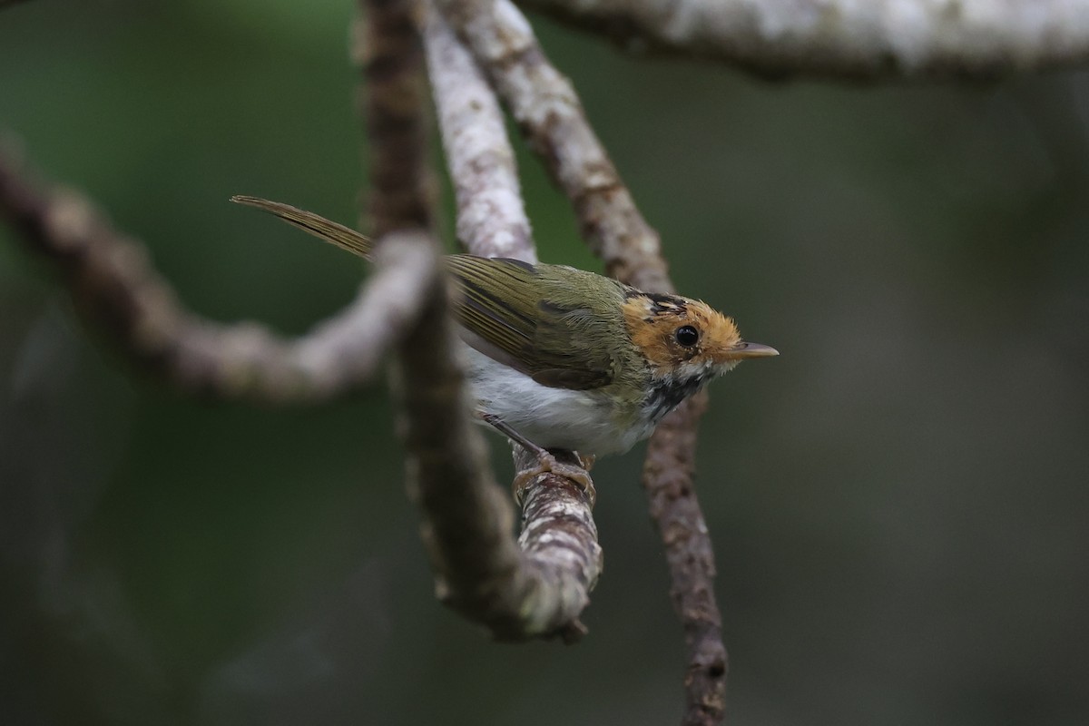 Rufous-faced Warbler - ML643262801