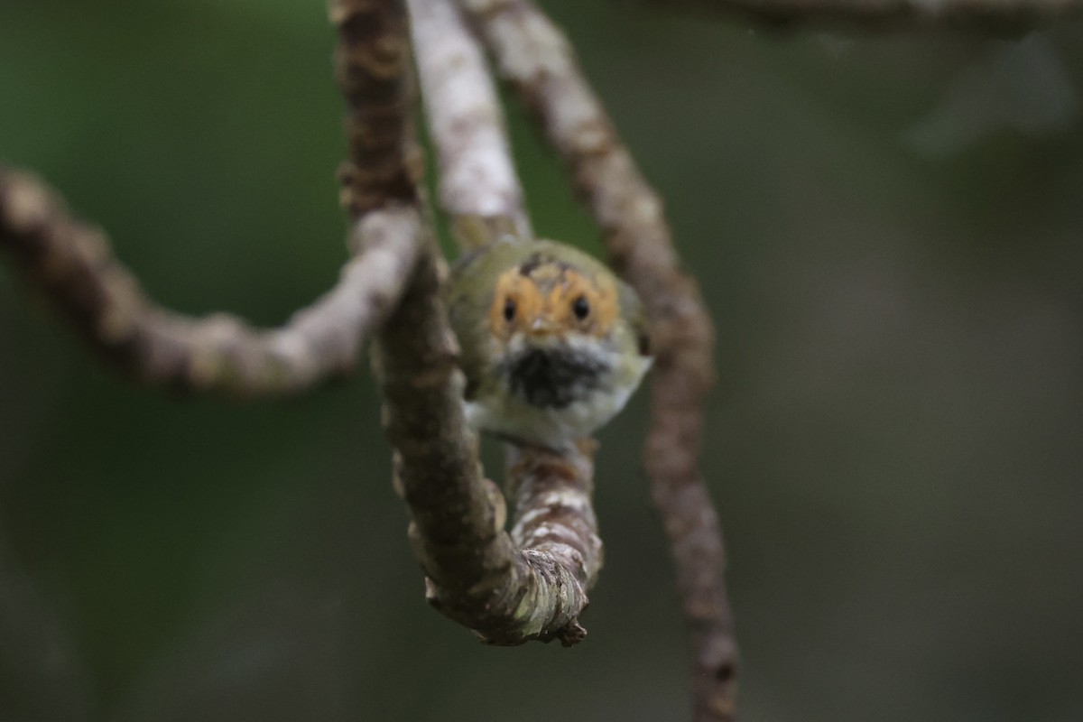 Rufous-faced Warbler - ML643262802