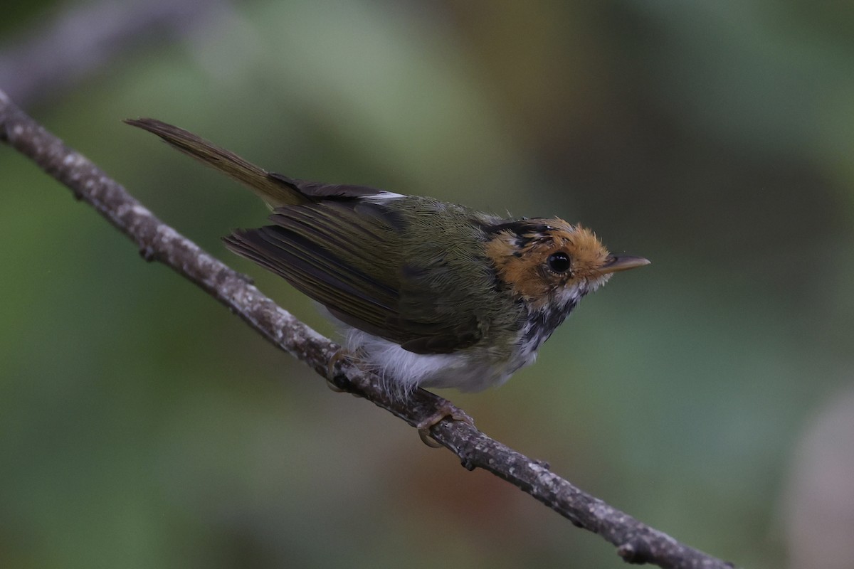 Rufous-faced Warbler - ML643262803