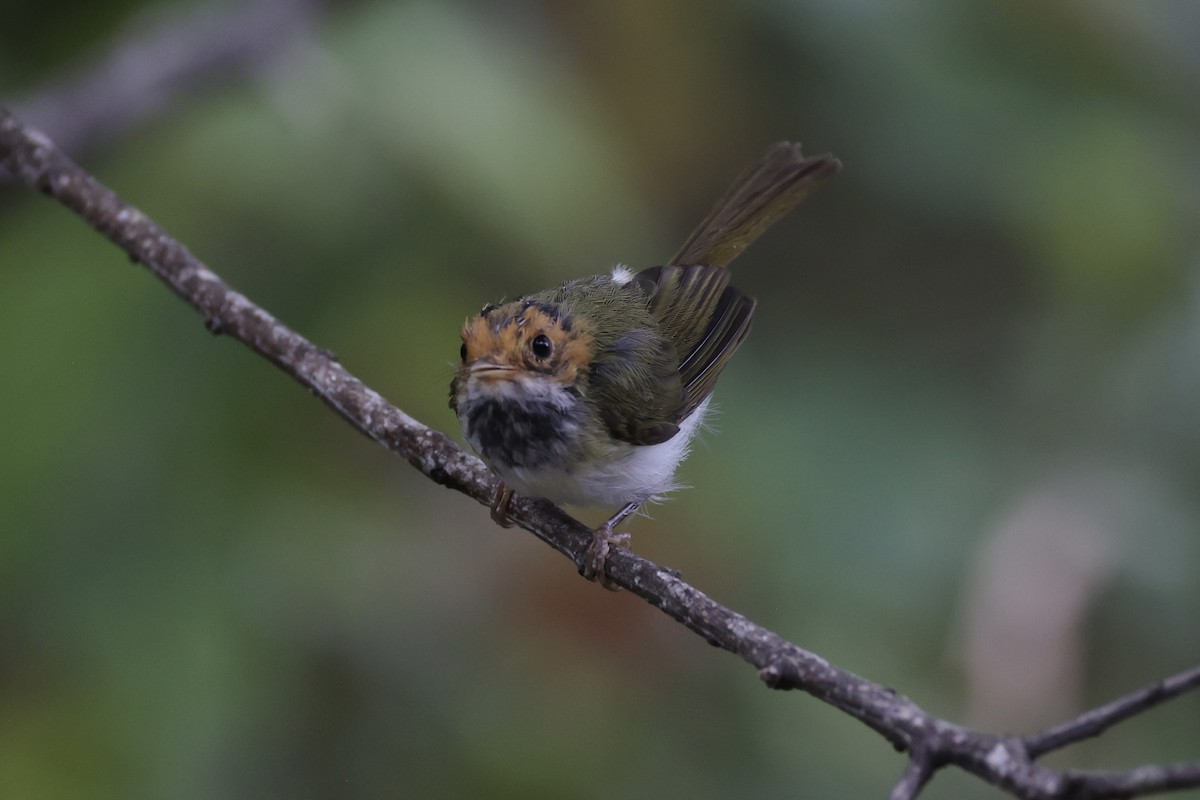 Rufous-faced Warbler - ML643262804