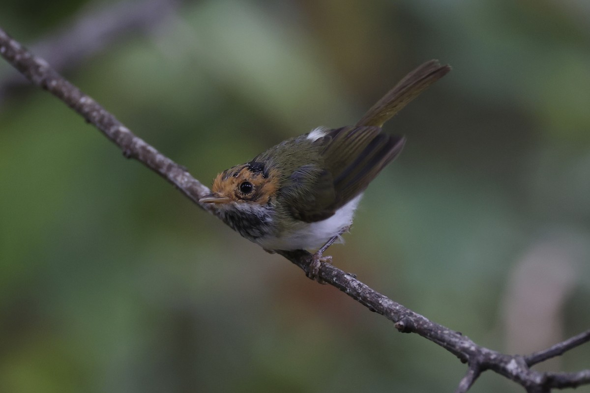 Rufous-faced Warbler - ML643262805