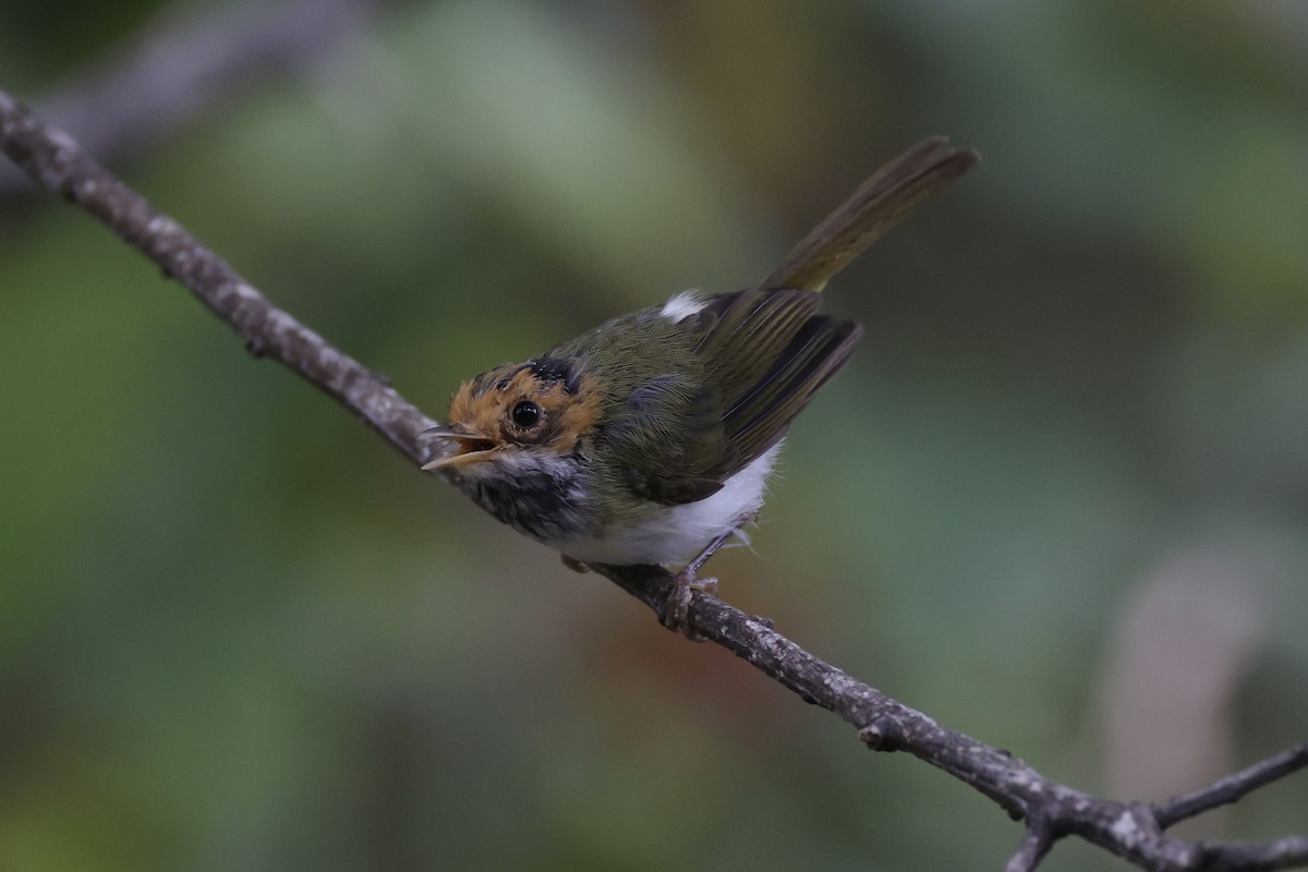 Rufous-faced Warbler - ML643262806