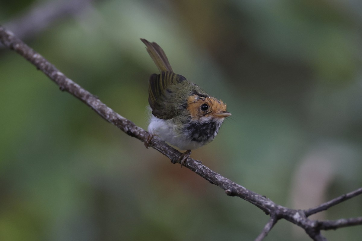 Rufous-faced Warbler - ML643262807