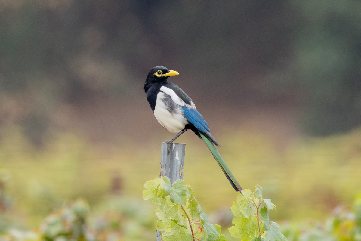 Yellow-billed Magpie - ML643262822