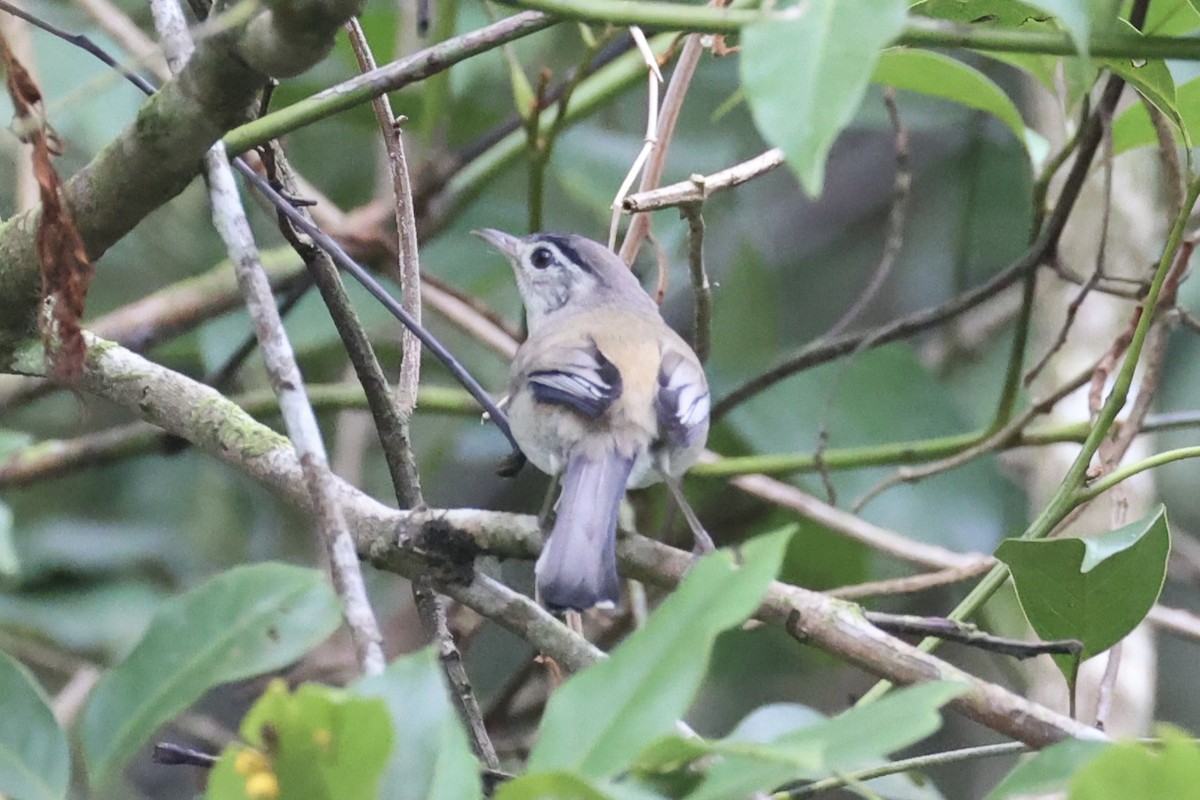Blue-winged Minla - ML643262824