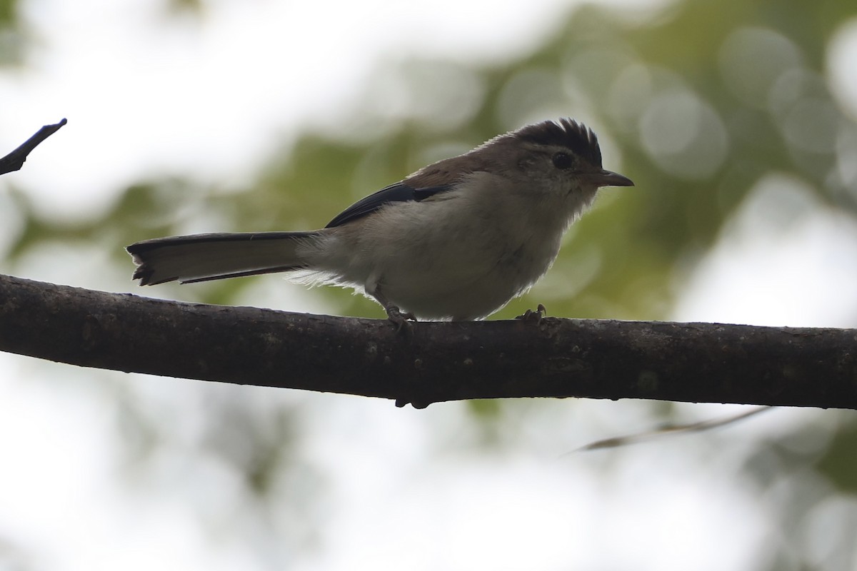 Blue-winged Minla - ML643262825