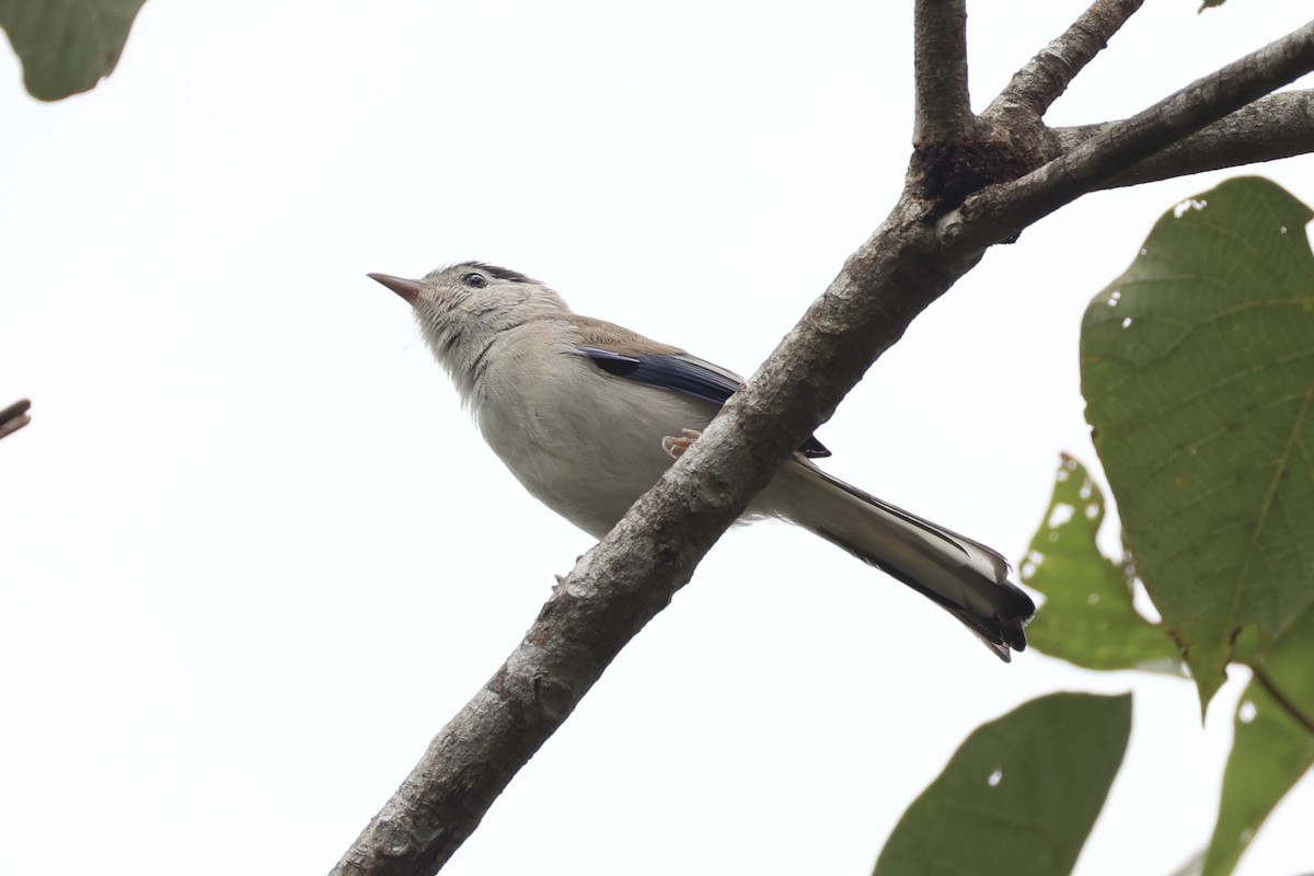 Blue-winged Minla - ML643262826