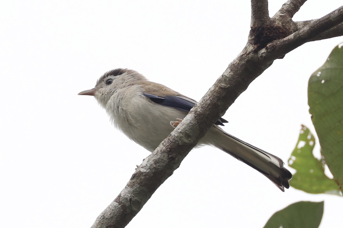 Blue-winged Minla - ML643262827