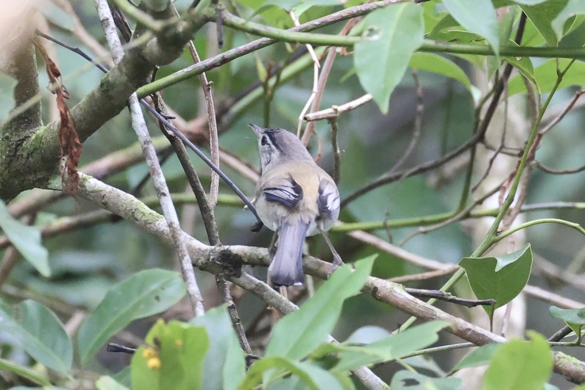 Blue-winged Minla - ML643262828