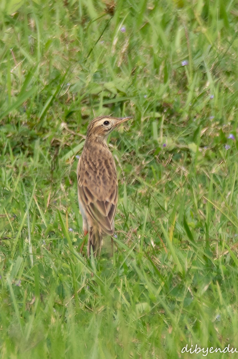 Richard's Pipit - ML643262832