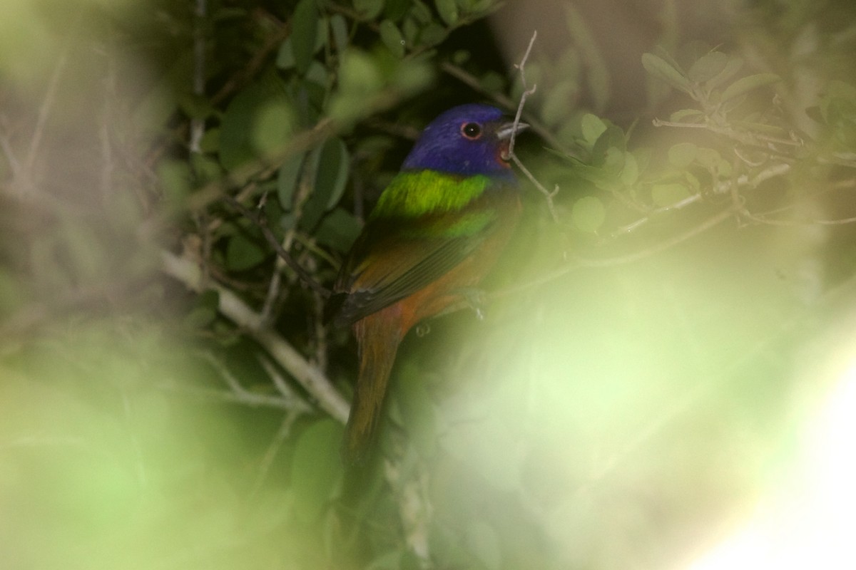 Painted Bunting - ML643262883