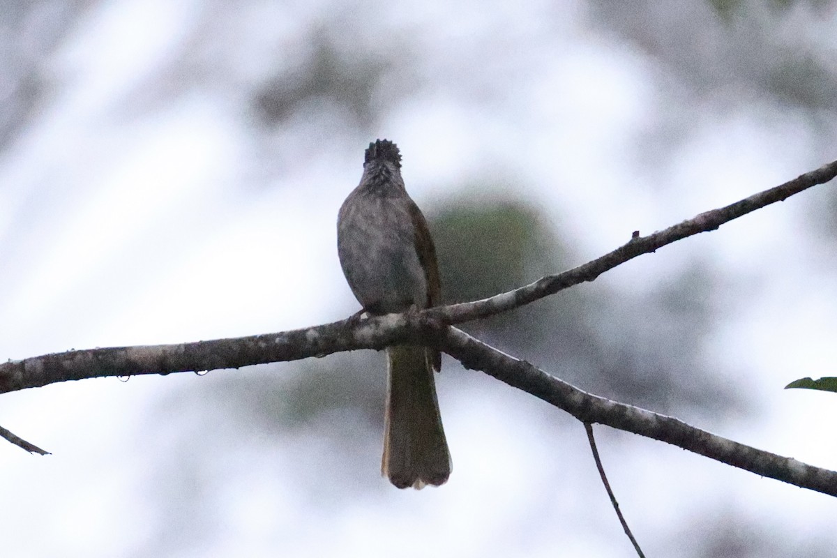 Mountain Bulbul - ML643262896