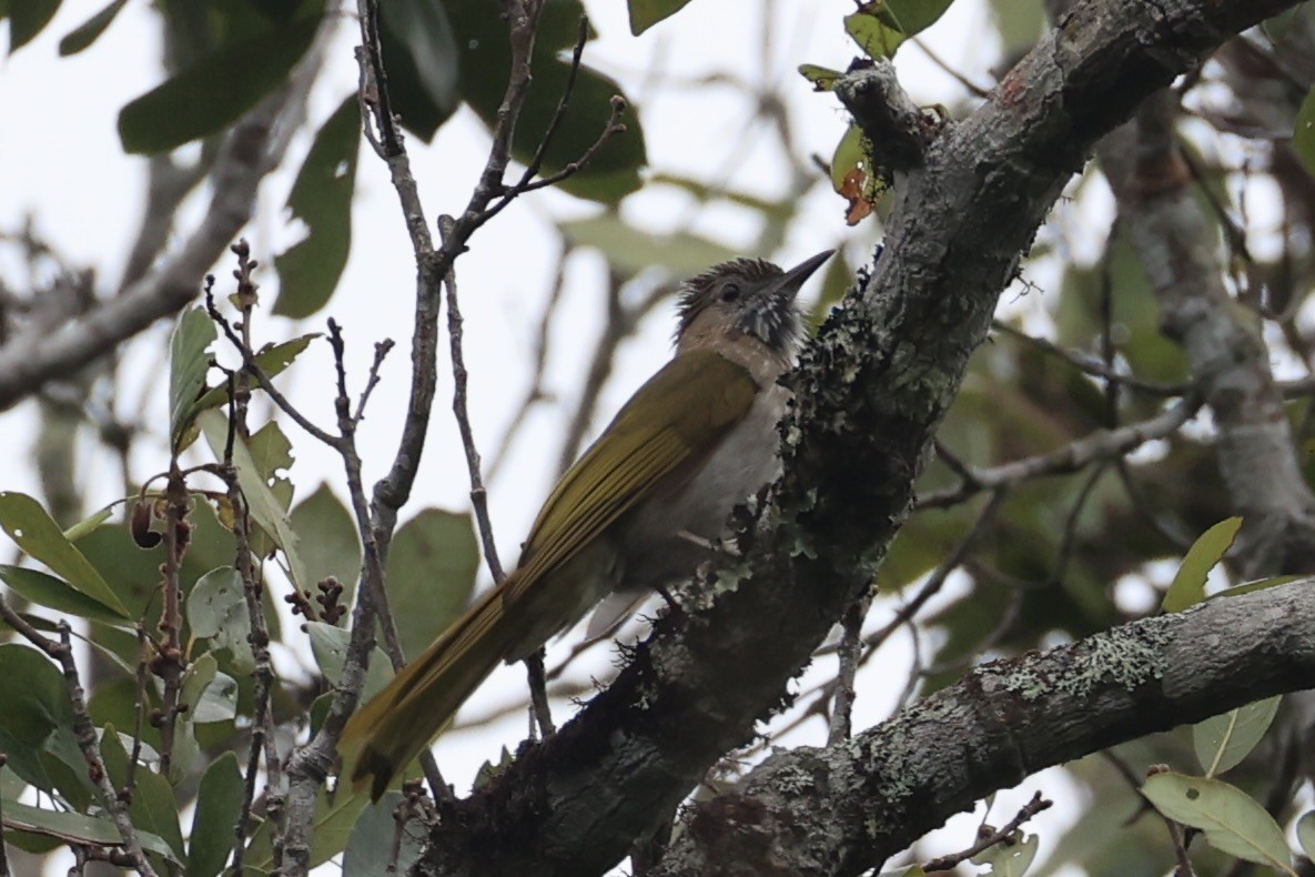 Mountain Bulbul - ML643262897