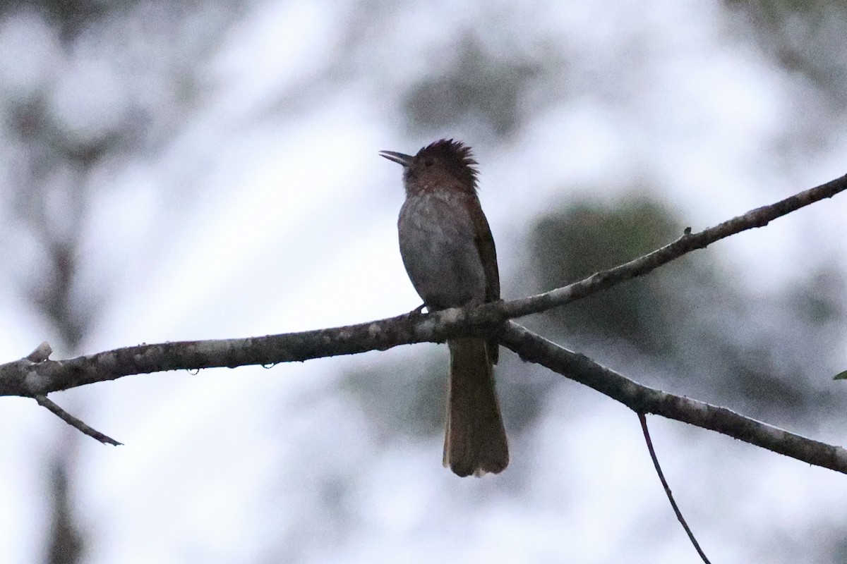 Mountain Bulbul - ML643262899