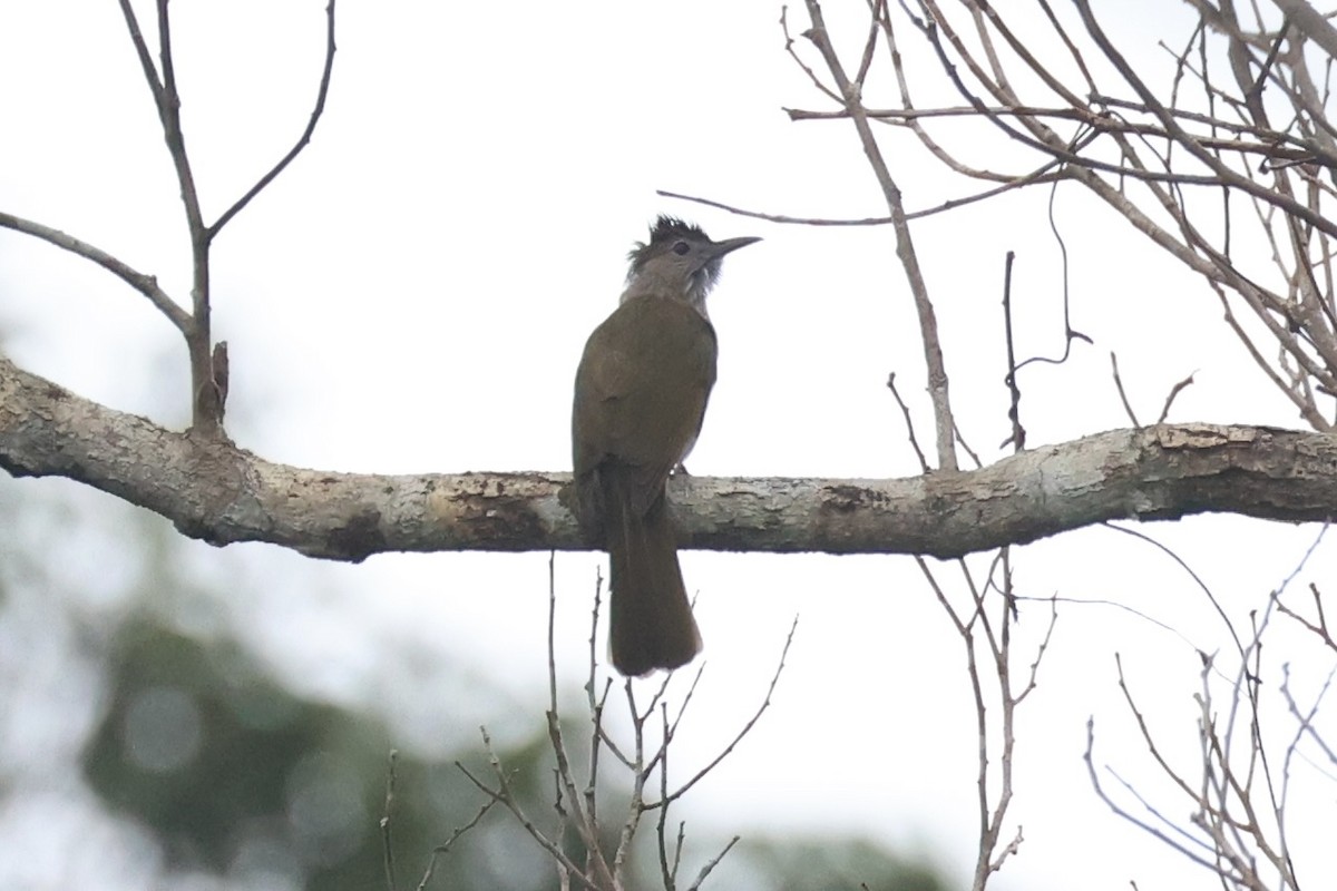 Mountain Bulbul - ML643262900