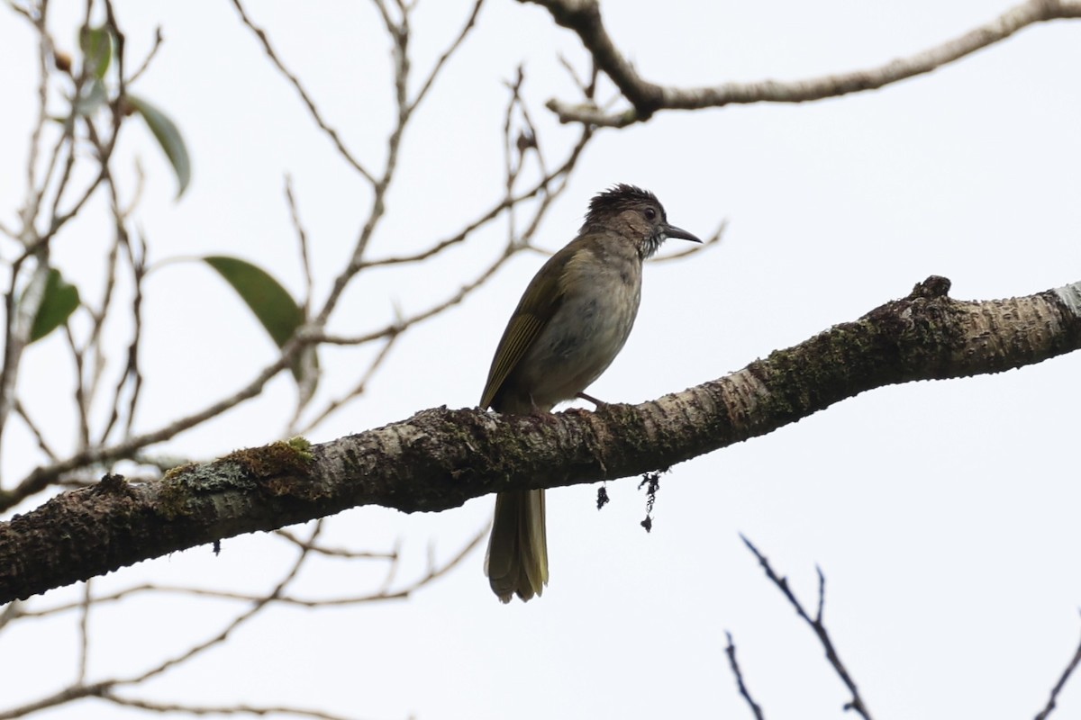 Mountain Bulbul - ML643262901