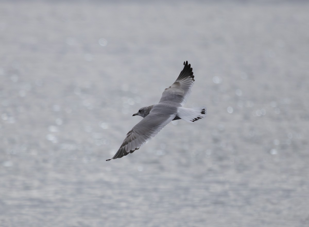Short-billed Gull - ML643262934