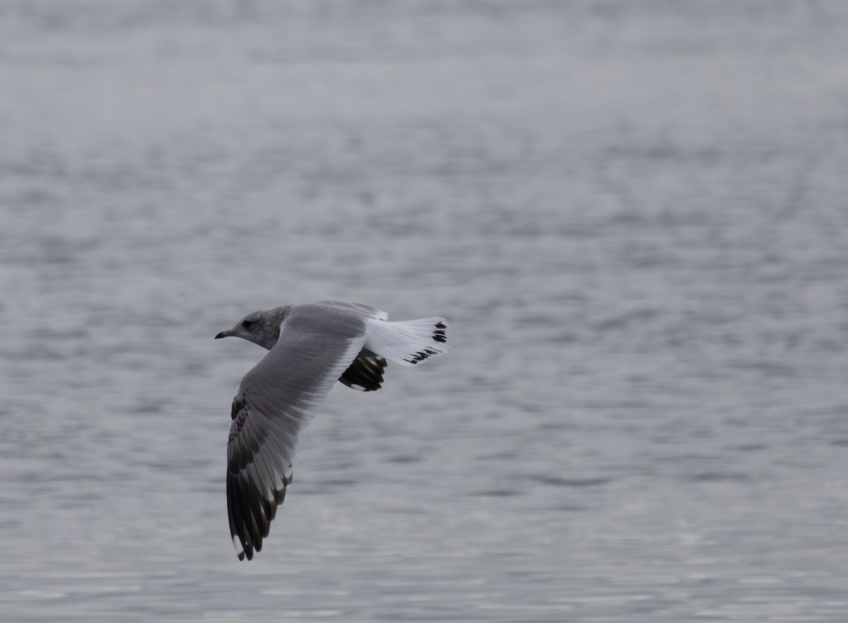 Short-billed Gull - ML643262941