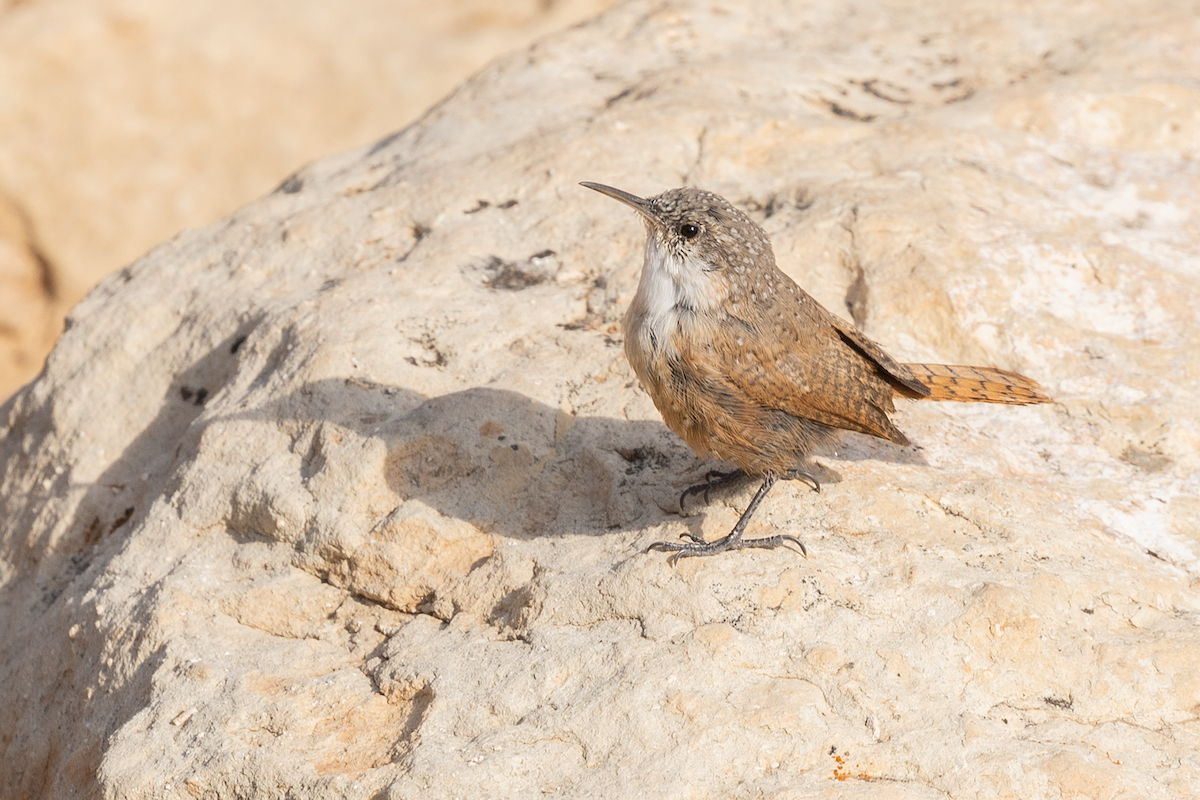 střízlík kaňonový - ML643262942