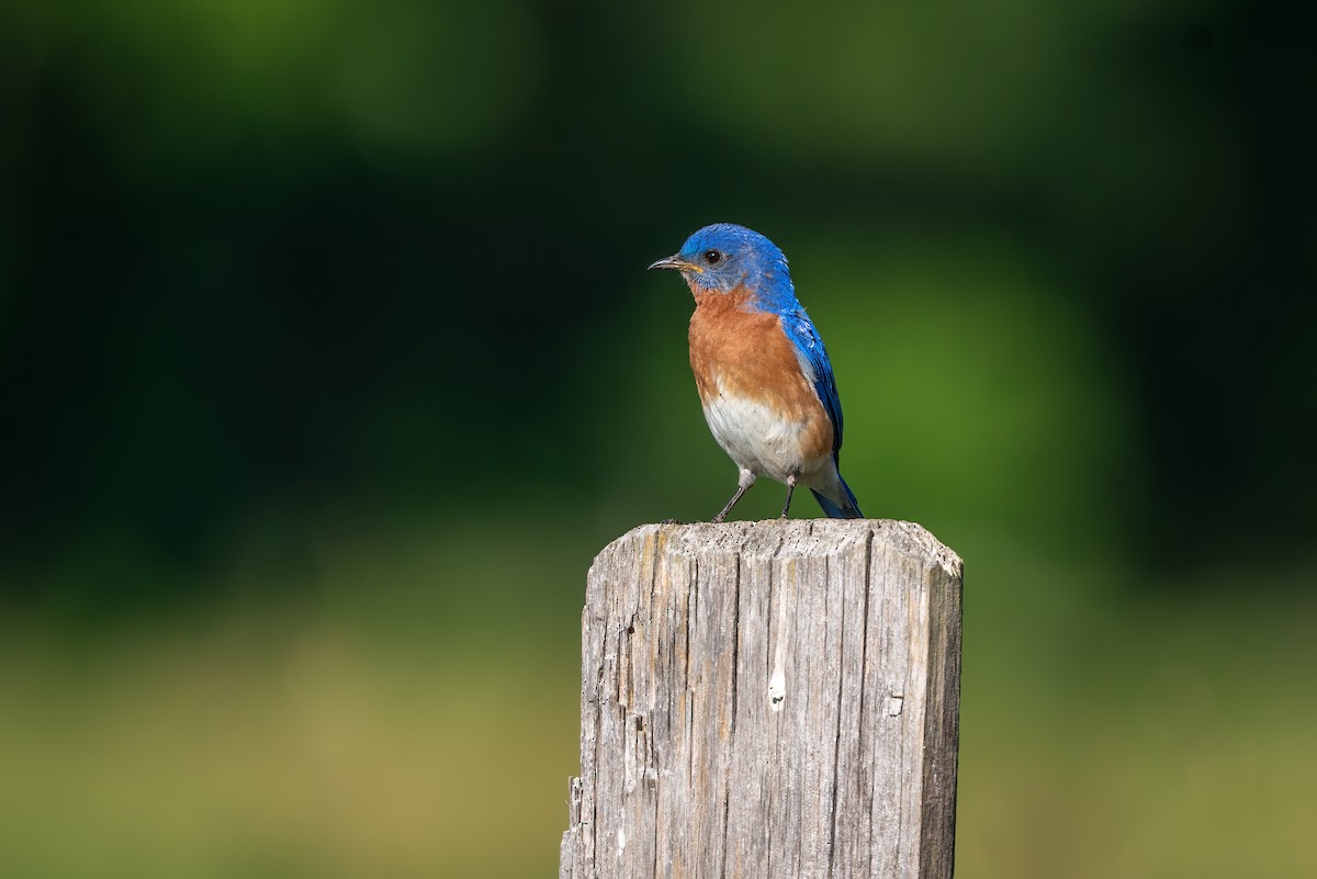 Eastern Bluebird - ML643262966