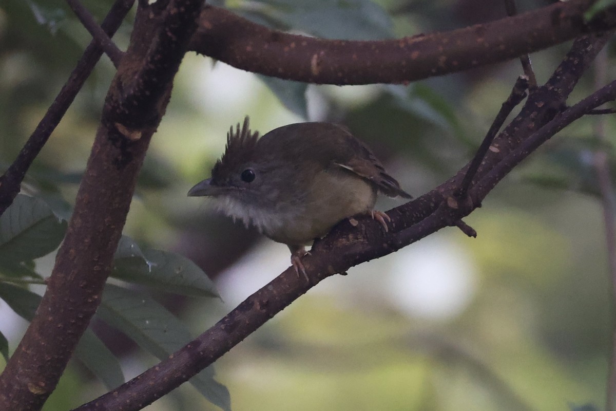 Puff-throated Bulbul - ML643262972