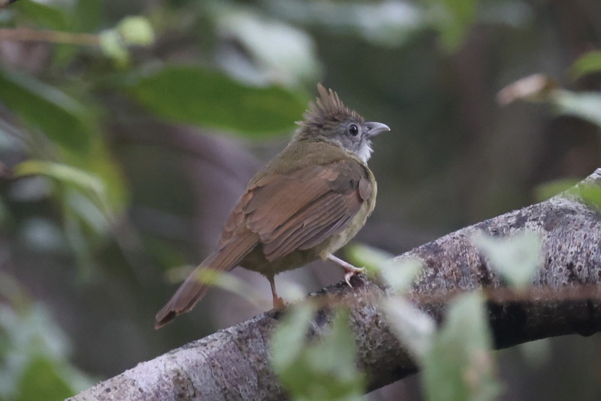 Puff-throated Bulbul - ML643262973