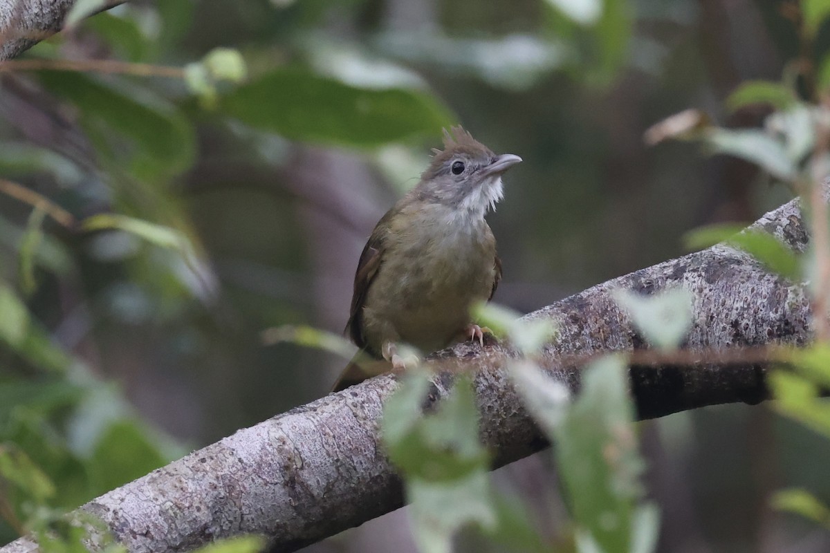 Puff-throated Bulbul - ML643262974