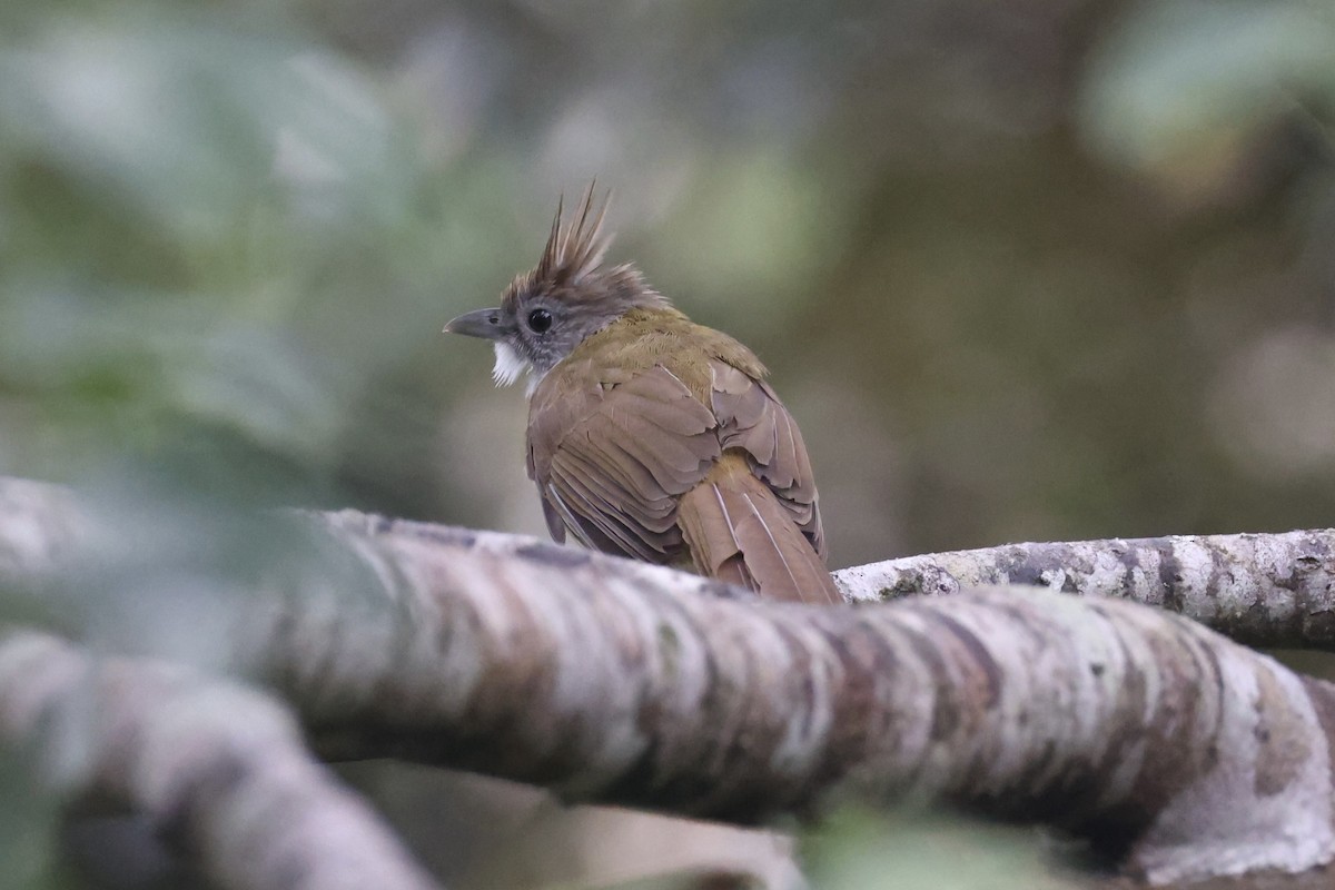 Puff-throated Bulbul - ML643262975